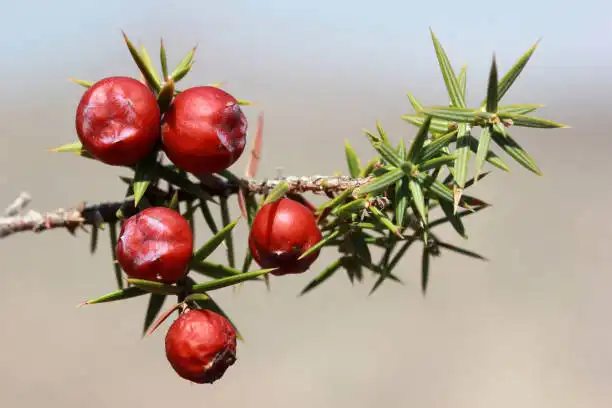 Chaste Tree Berry Extract vs. Other Herbal Remedies: What’s the Difference?